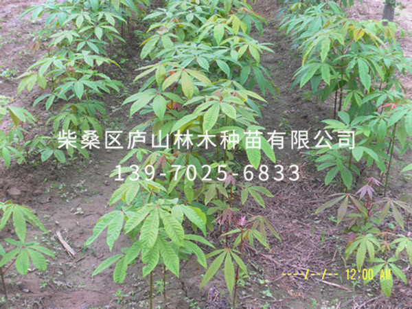 七叶树
