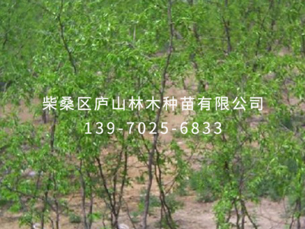 酸枣