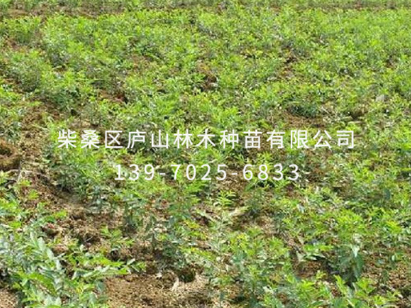 酸枣