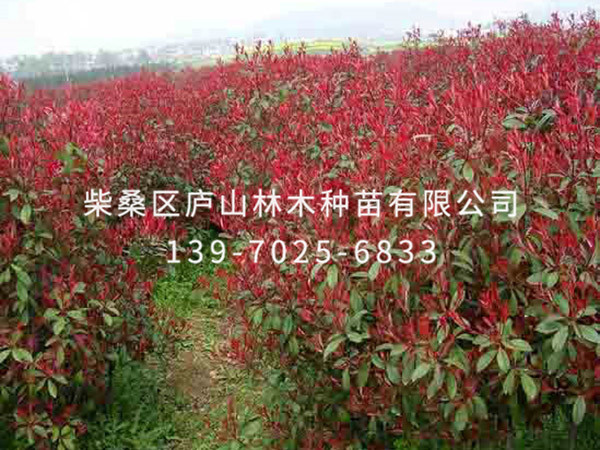 红叶石楠