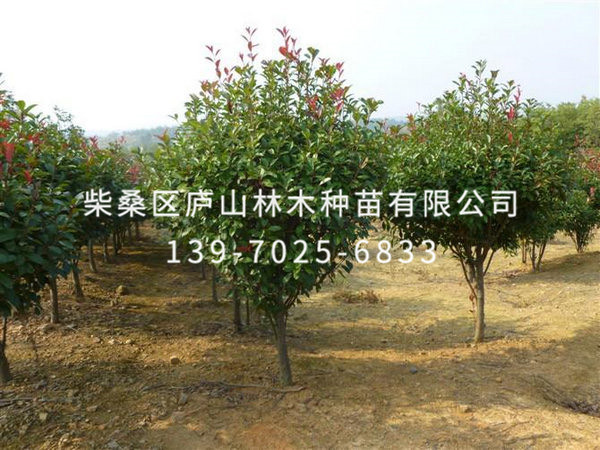 红叶石楠