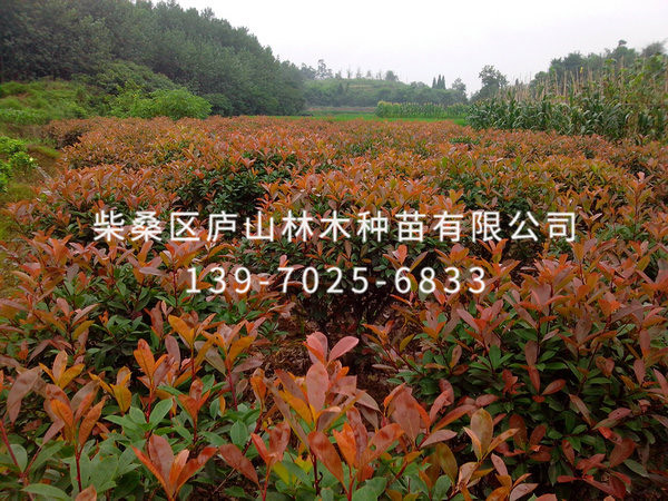 红叶石楠