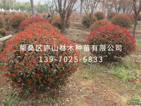 红叶石楠