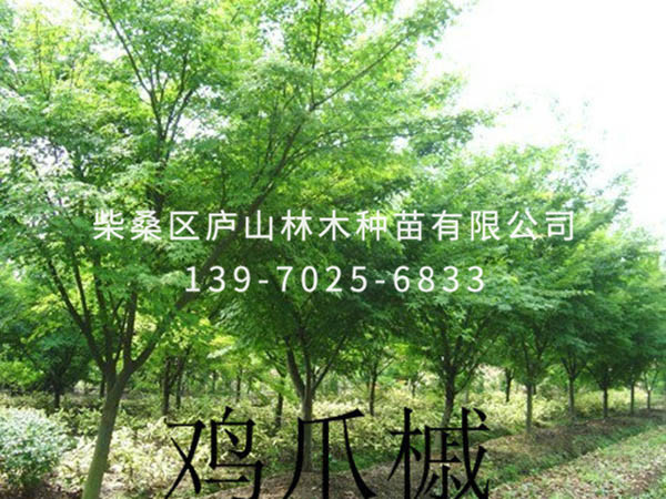 鸡爪槭