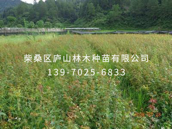 鸡爪槭