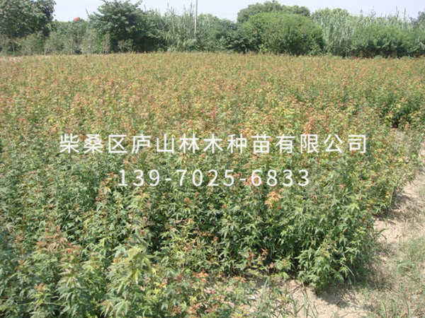 鸡爪槭