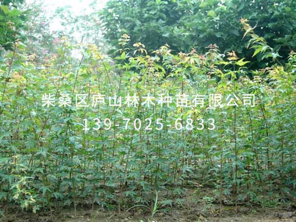 鸡爪槭