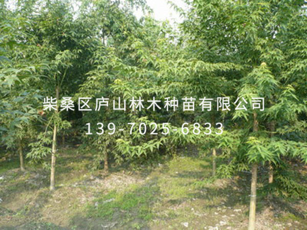 青枫