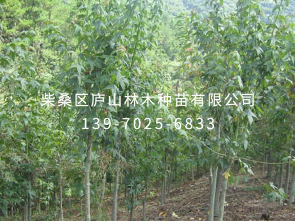 青枫