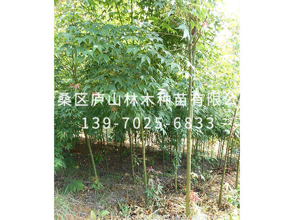 青枫