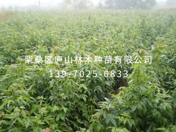 青枫