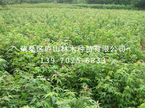青枫