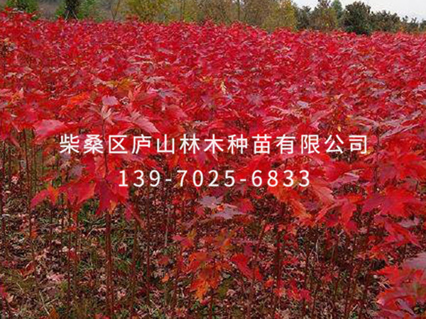红枫
