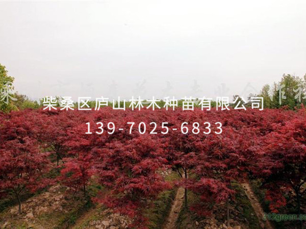 红枫