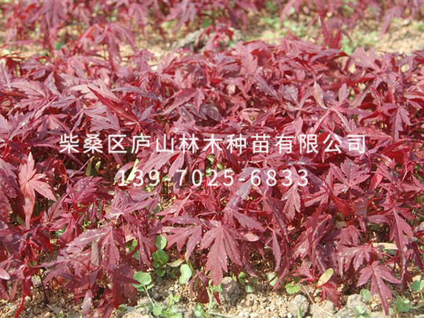 红枫