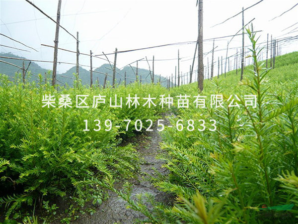 红豆杉