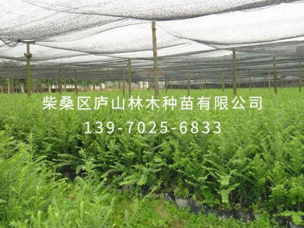 红豆杉