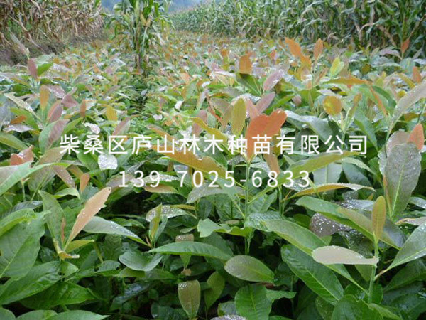 厚朴