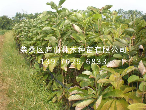 厚朴