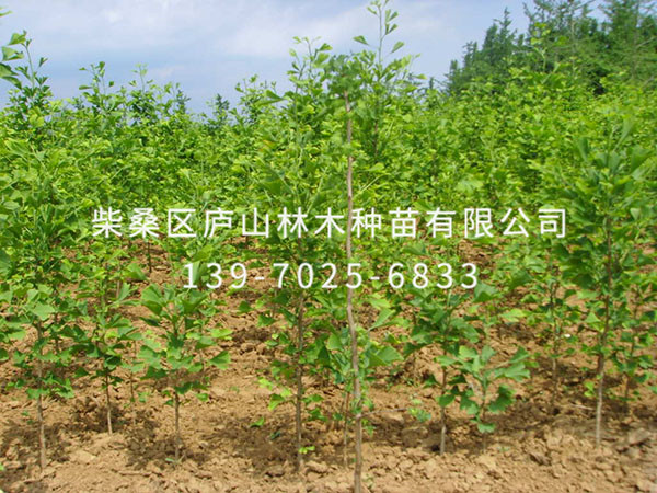 银杏