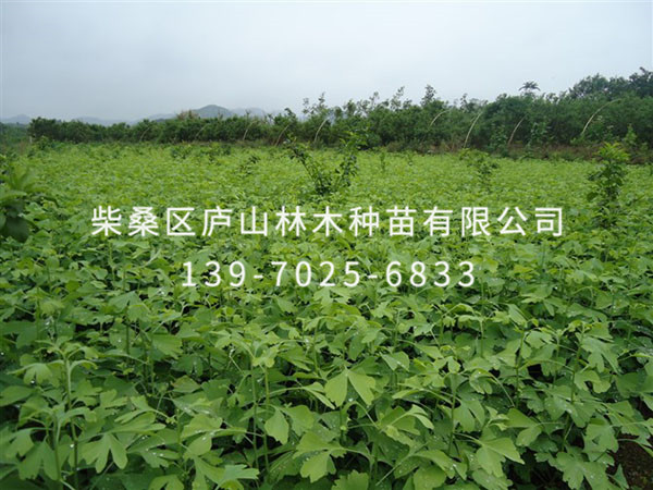 银杏
