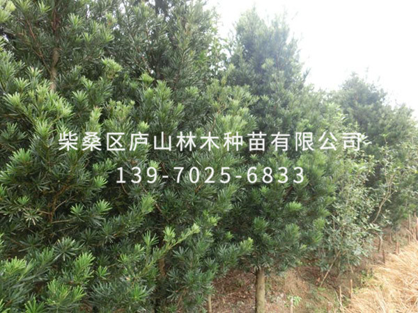 罗汉松