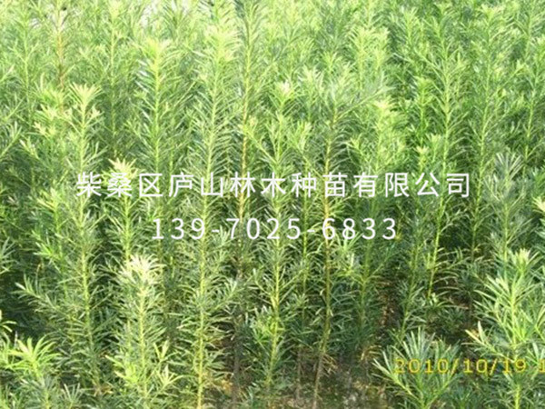 罗汉松