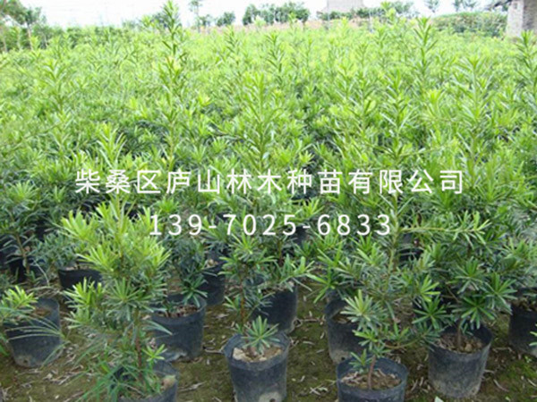 罗汉松