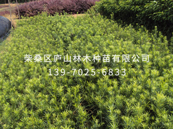 罗汉松