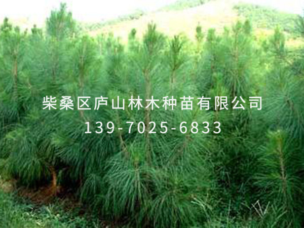湿地松