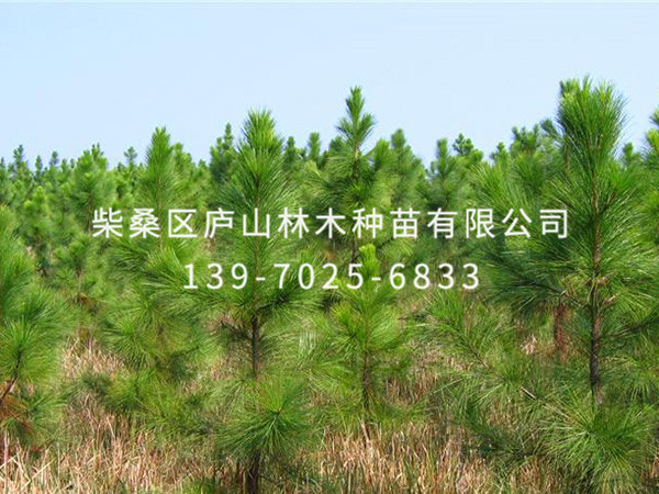 湿地松