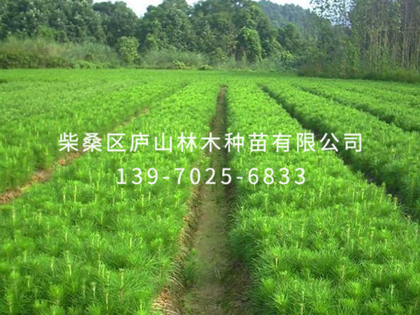 湿地松