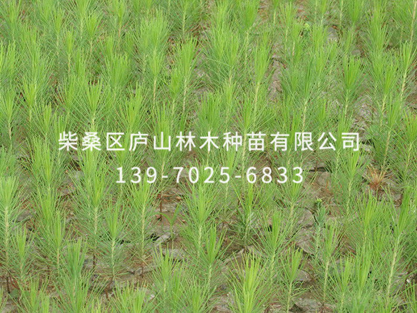 湿地松