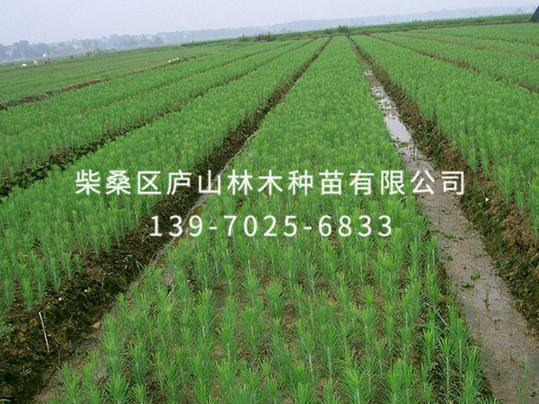 湿地松