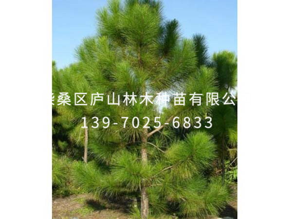 马尾松