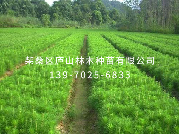 马尾松