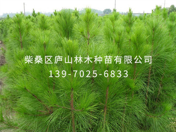 马尾松