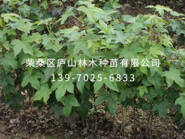 枫香