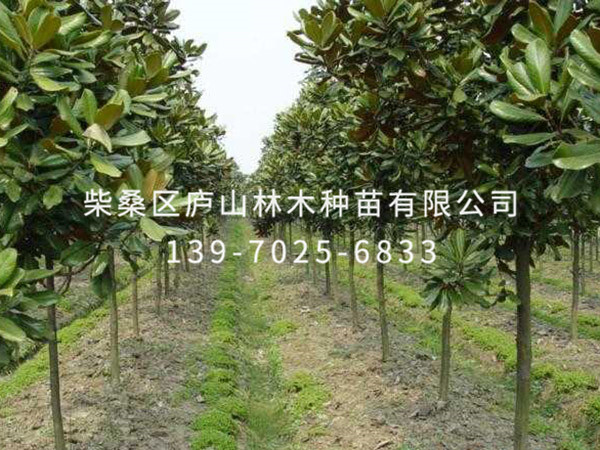 广玉兰