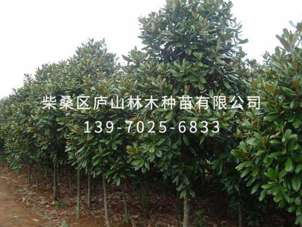 广玉兰