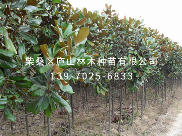 广玉兰