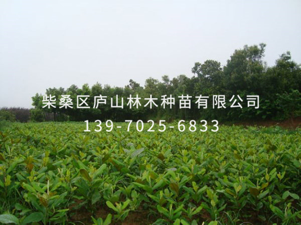 广玉兰