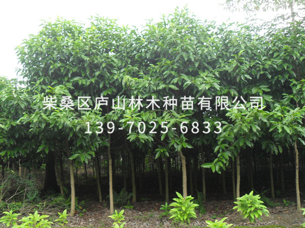 白玉兰