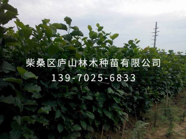 白玉兰