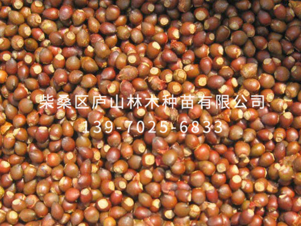 红豆杉