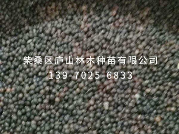 栾树