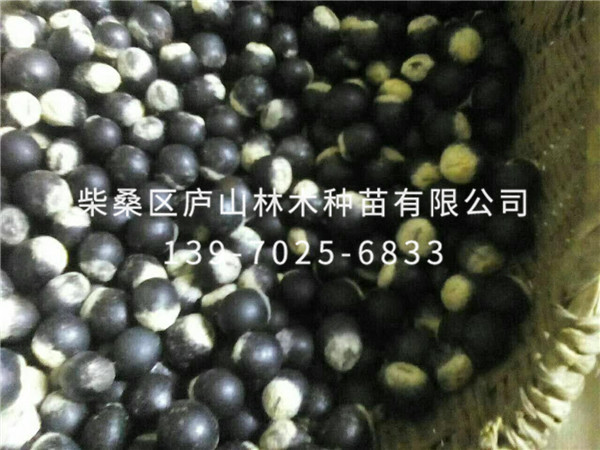 无患子