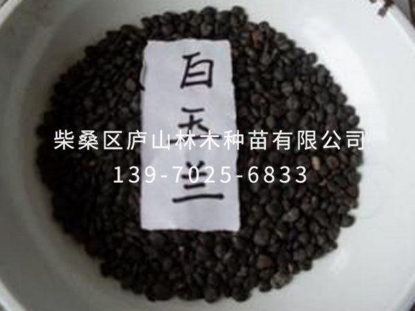 白玉兰种子