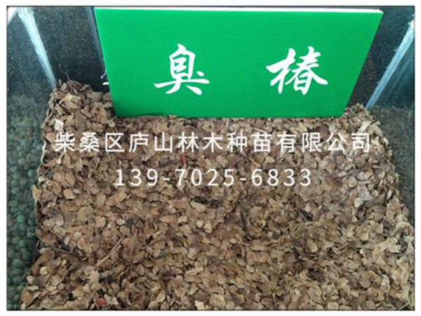 臭椿种子