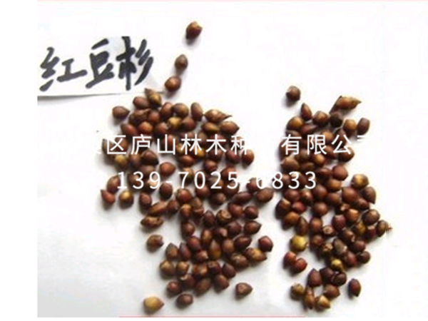 红豆杉种子